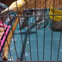 قناری رسمی|پرنده|خرمشهر, |دیوار