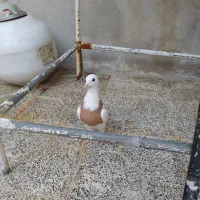 کبوتر فروشی