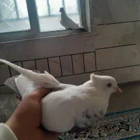 فروش کبوتر|پرنده|الیگودرز, |دیوار