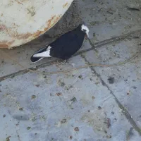 کفترپرشی|پرنده|بندر ماهشهر, |دیوار