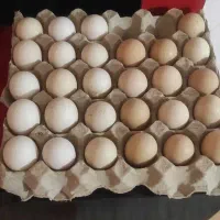 فروش تخم مرغ محلی نطفه دار