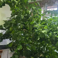 گل آپارتمانی