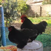 خروس و مرغ کوشین جفتی یک ملیون و پانصد