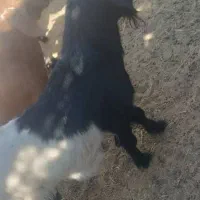 تروشت یا نربز|حیوانات مزرعه|سراوان, |دیوار