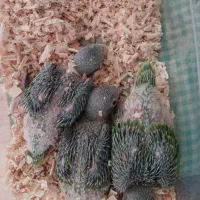 سه تا جوجه سرلاکی ملنگو