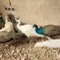 طاوس  ۶ تا یکجا|پرنده|مشهد, راهنمایی|دیوار