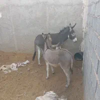 فروش الاغ|حیوانات مزرعه|سیرجان, |دیوار