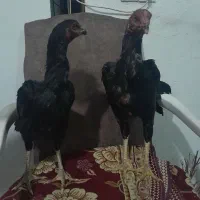 دو عدد جوجه لاری|حیوانات مزرعه|کرمانشاه, |دیوار