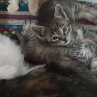 گربه|گربه|گرمدره, |دیوار