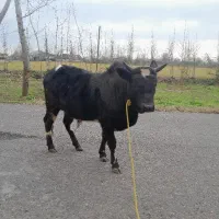 ورزا گاو کوله چالوسی