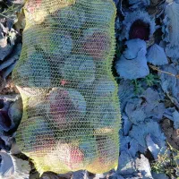 کلم سفید|گل و گیاه طبیعی|شیراز, سرو|دیوار