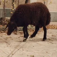 ذبح شرعی واسلامی|خدمات پذیرایی، مراسم|تبریز, |دیوار