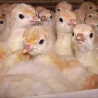 جوجه بوقلمون گوشتی بیوتی۶