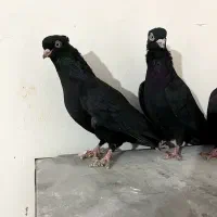 ۳عدد ماده زاغ چشم و نوک سفید|پرنده|داران, |دیوار