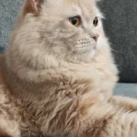 گربه بریتیش لانگ هیر نر