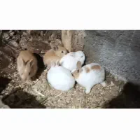 پنج عدد بچه خرگوش علفخوار دوتا چشم قرمز