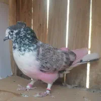 کفتر پرشی. بوربوری. پیس خال سرور. کلدار|پرنده|قم, علی آباد سعدگان|دیوار