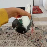 ماده پروازی زیبا|پرنده|گرمی, |دیوار