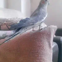 عروس هلندی سخنگو