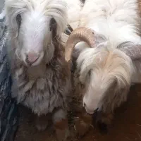 دوعددبره