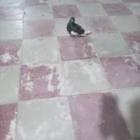 یال سیای نر