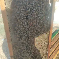 فروش زنبور عسل