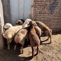 گوسفند|حیوانات مزرعه|هرسین, |دیوار