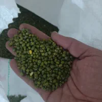 گندم و ماشک تمیر و عالی|خدمات باغبانی و درختکاری|چرام, |دیوار