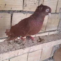 صرب سرخ ابادانی|پرنده|شیراز, شهرک مهرگان|دیوار