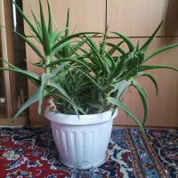 گل آلوئه شاخ بزی با گلدان بزرگ به همراه غنچه