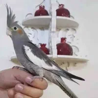 عروس سینامون