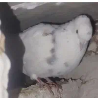 کبوتر گم شده