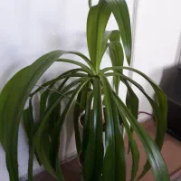 یک عدد گل سوسون