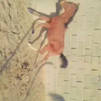 اسب درشوری|اسب و تجهیزات اسب‌سواری|اقلید, |دیوار