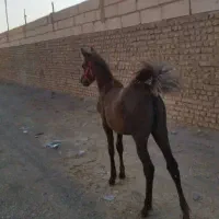 مادیون سواری دار با کره 8 ماه|اسب و تجهیزات اسب‌سواری|تهران, فلسطین (میدان انقلاب)|دیوار