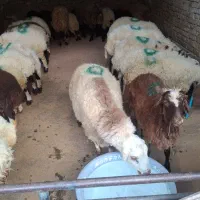 گوسفند فروشی در ولیعصروحومه شبانه روزی