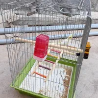 عروس هلندی ۶۵ روزه دستی شده و آماده به حرف آوردنش