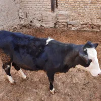 گوساله ماده اصیل