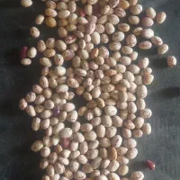 لوبیا چیتی بوجار شده ۸تن