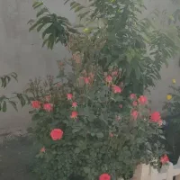 خانه باغ 370متری  انتهای دهکده گلستان