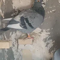 دوعددکبوتر جوقی وابلغ|پرنده|هامون, |دیوار