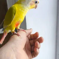 فروشگاه آنلاین پرندگان زینتی سروش سپیدان