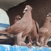 کبوتر راعبی نژاد اصل|پرنده|قم, پردیسان|دیوار