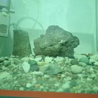 آکواریوم|ماهی|نسیم‌شهر, |دیوار