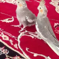 جوجه عروس هلندی 45 روزه|پرنده|سراب, |دیوار