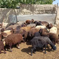 فروش میش بره دار جوان|حیوانات مزرعه|کمیجان, |دیوار