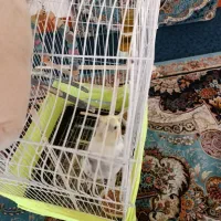 عروس هلندی حرف می‌زنن میرقصه