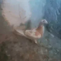 کبوتر|پرنده|استهبان, |دیوار