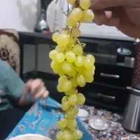 اجاره انگور