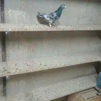 هفت سیاه نر